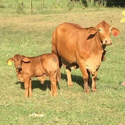 Yaralla Stanford Calves